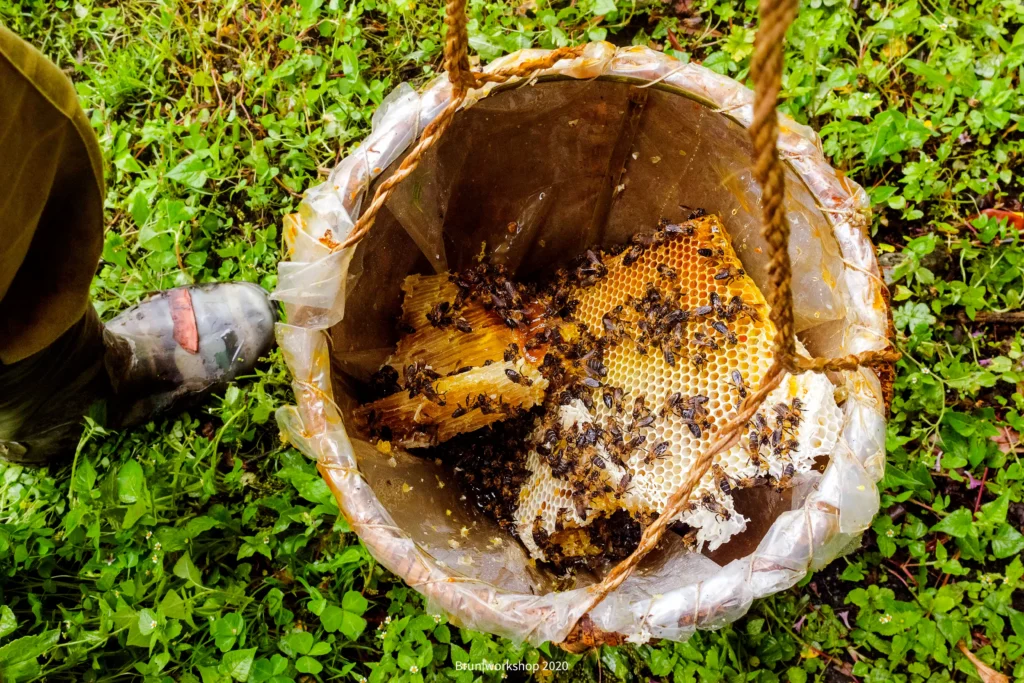 What Is Mad Honey? Complete Guide to Intoxicating Himalayan Honey