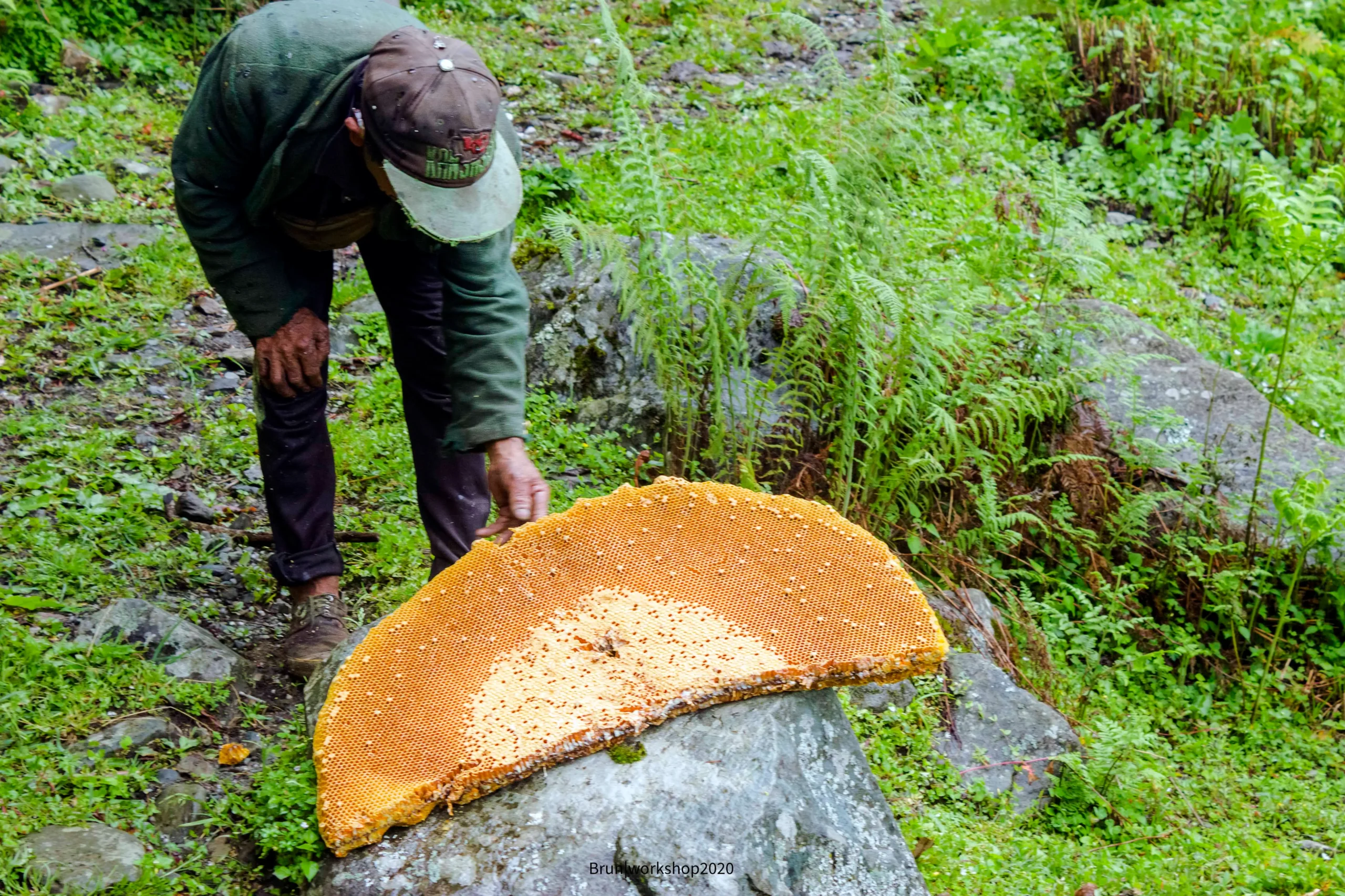 Apis Laboriosa — The Giant of the Cliffs