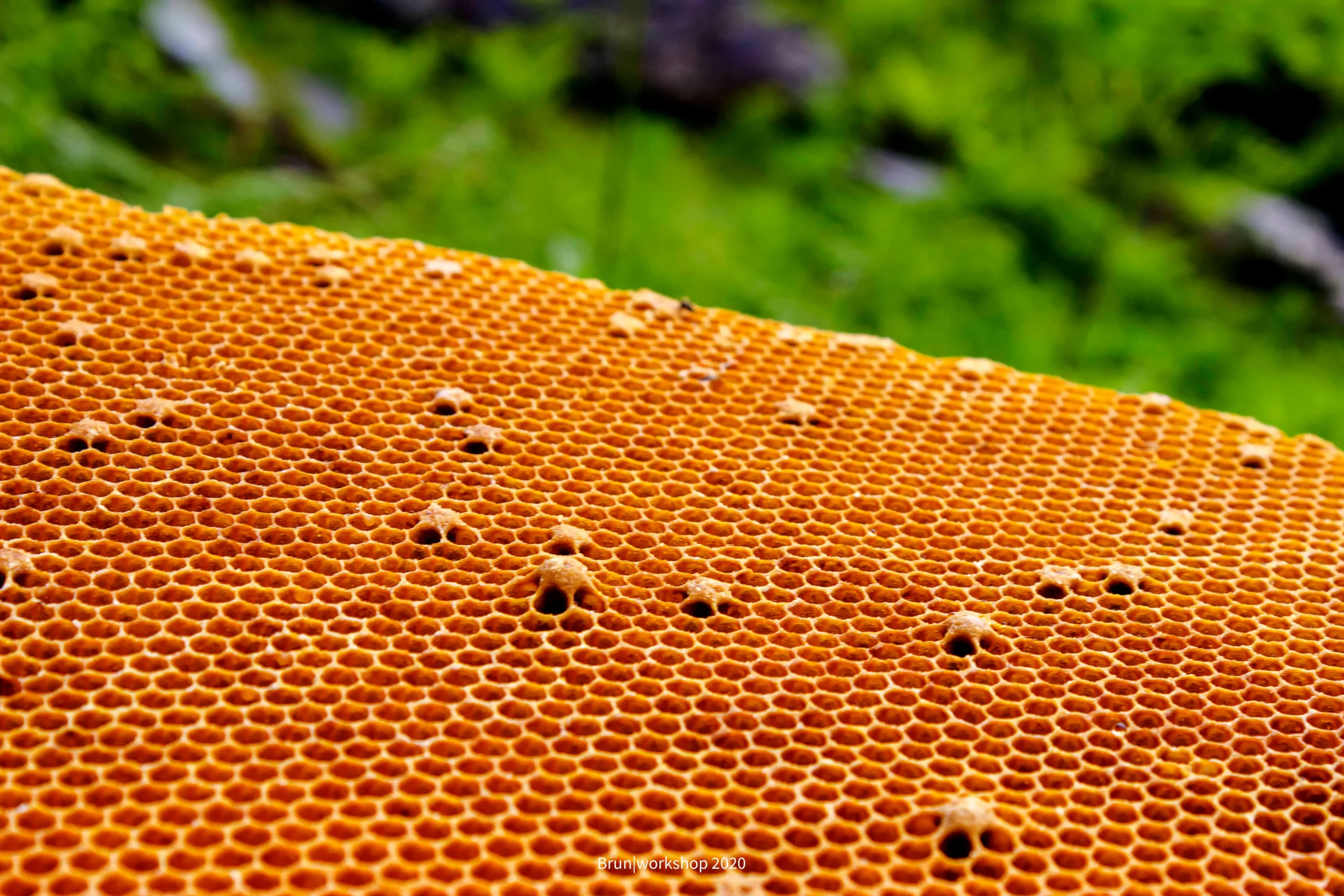 Apis Laboriosa — The Giant of the Cliffs