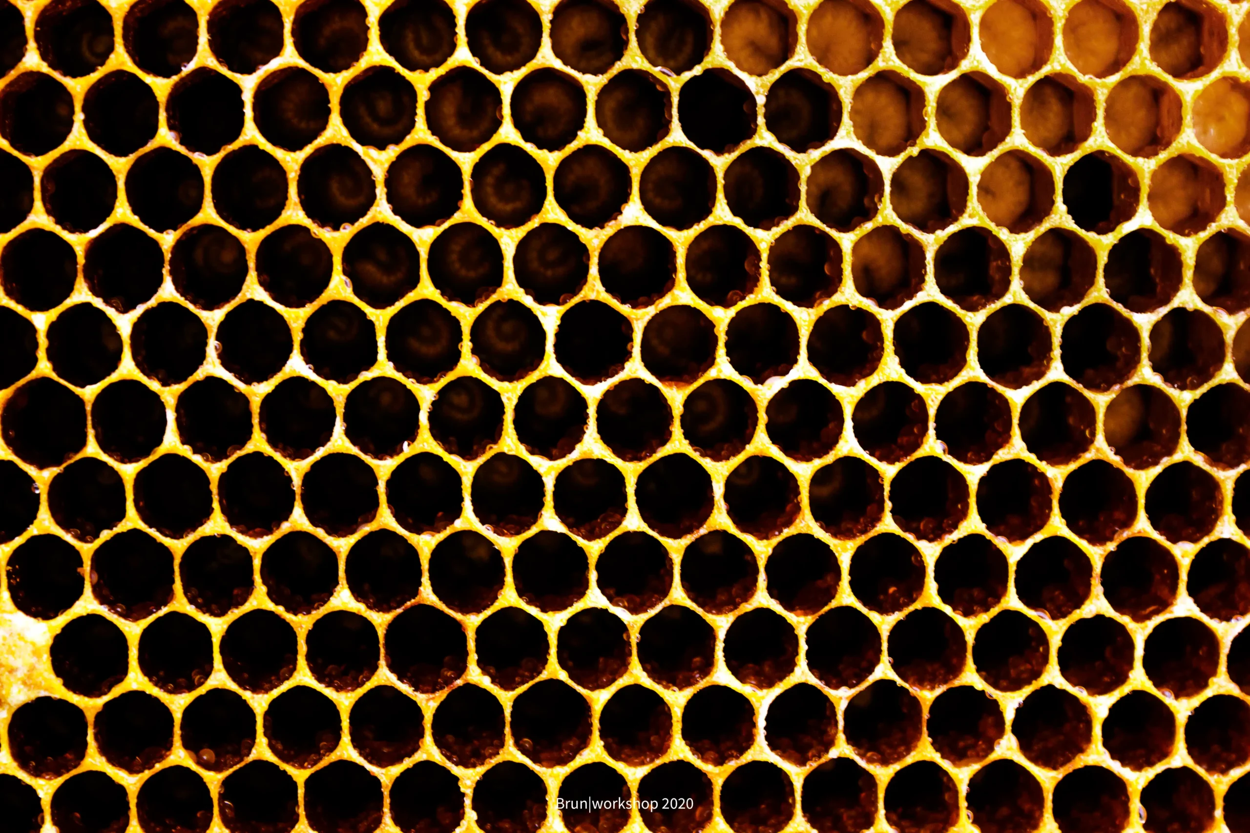 Apis Laboriosa — The Giant of the Cliffs