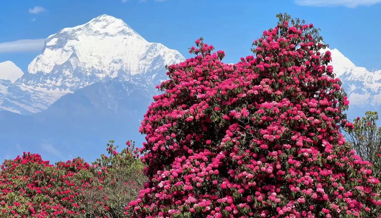 Rhododendron arboreum in full spring bloom on a Himalayan hillside in Nepal — the primary flower source for mad honey
