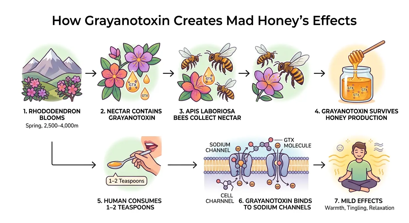 How Grayanotoxin Creates Mad Honey's Effects