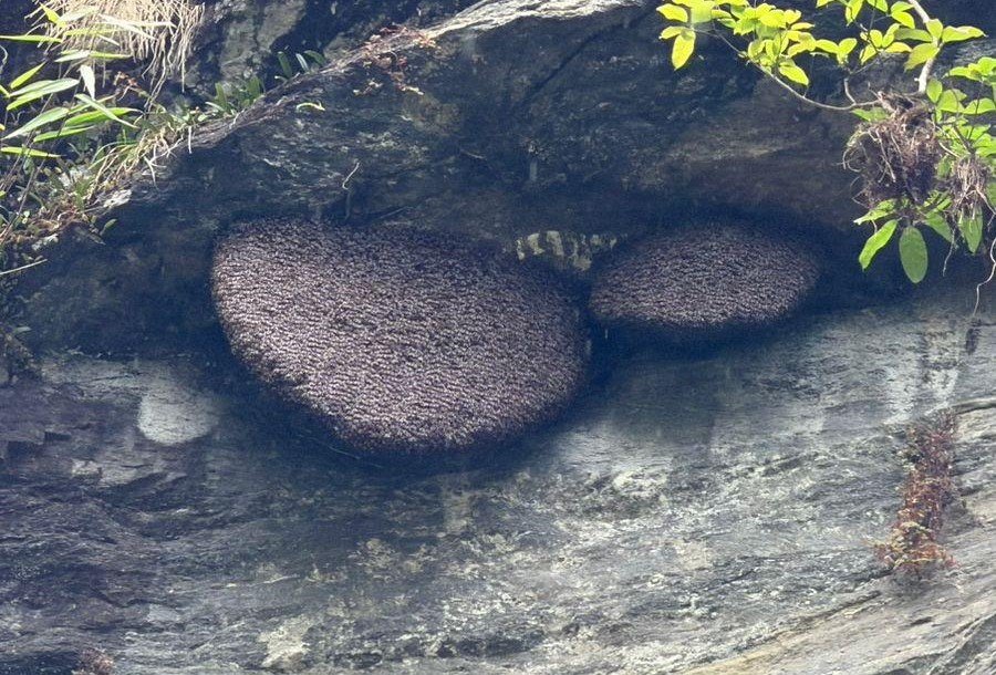 THE ULTIMATE GUIDE TO APIS LABORIOSA: THE HIMALAYAN GIANT HONEY BEE AND MAD HONEY